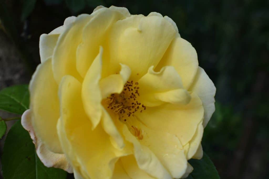 Beautiful yellow rose flower in full bloom, showcasing classic floral elegance and garden beauty, ideal for gardening, floral decorating, and nature photography.