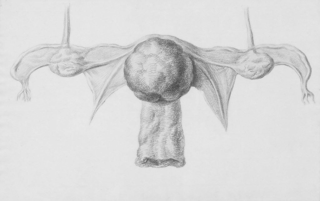 Detailed pencil sketch of a human reproductive organ focusing on anatomy and medical illustration.